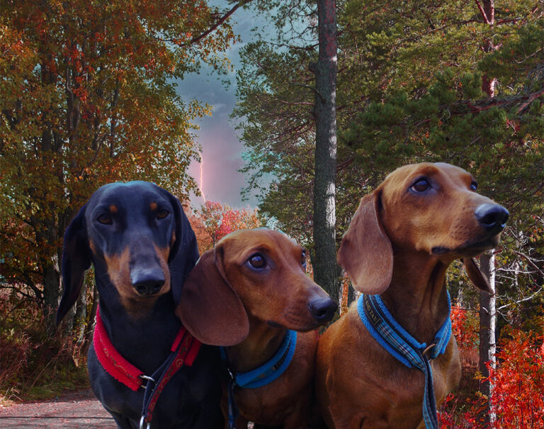 IMGP4511 kopiera ändra bakgrund till höstfärger kopiera